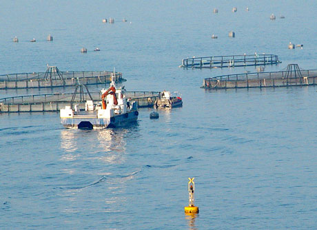 Culmarex está especializada en la producción de pescado en cautividad.
